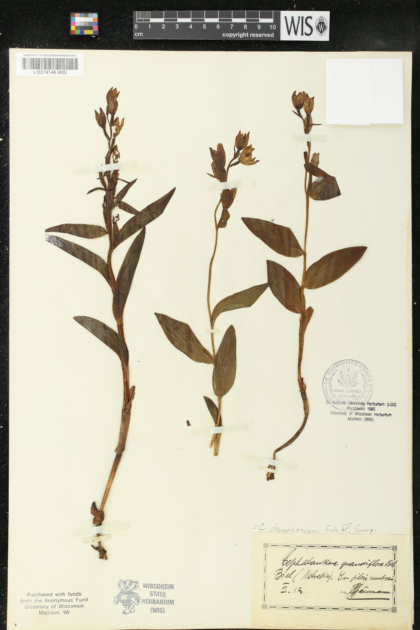 Cephalanthera damasonium image