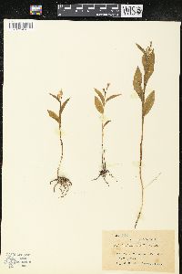 Cephalanthera erecta image