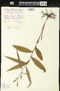 Cephalanthera ensifolia image