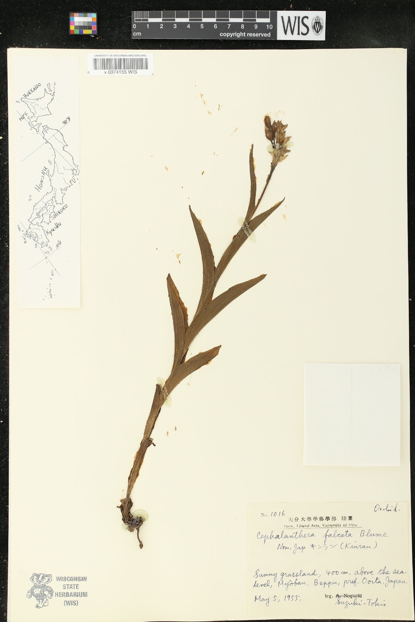 Cephalanthera falcata image