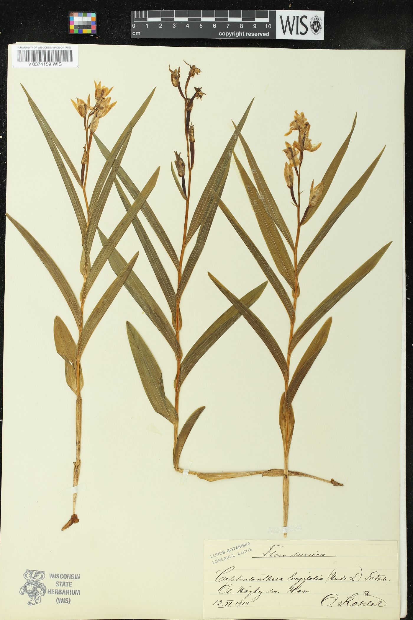 Cephalanthera image