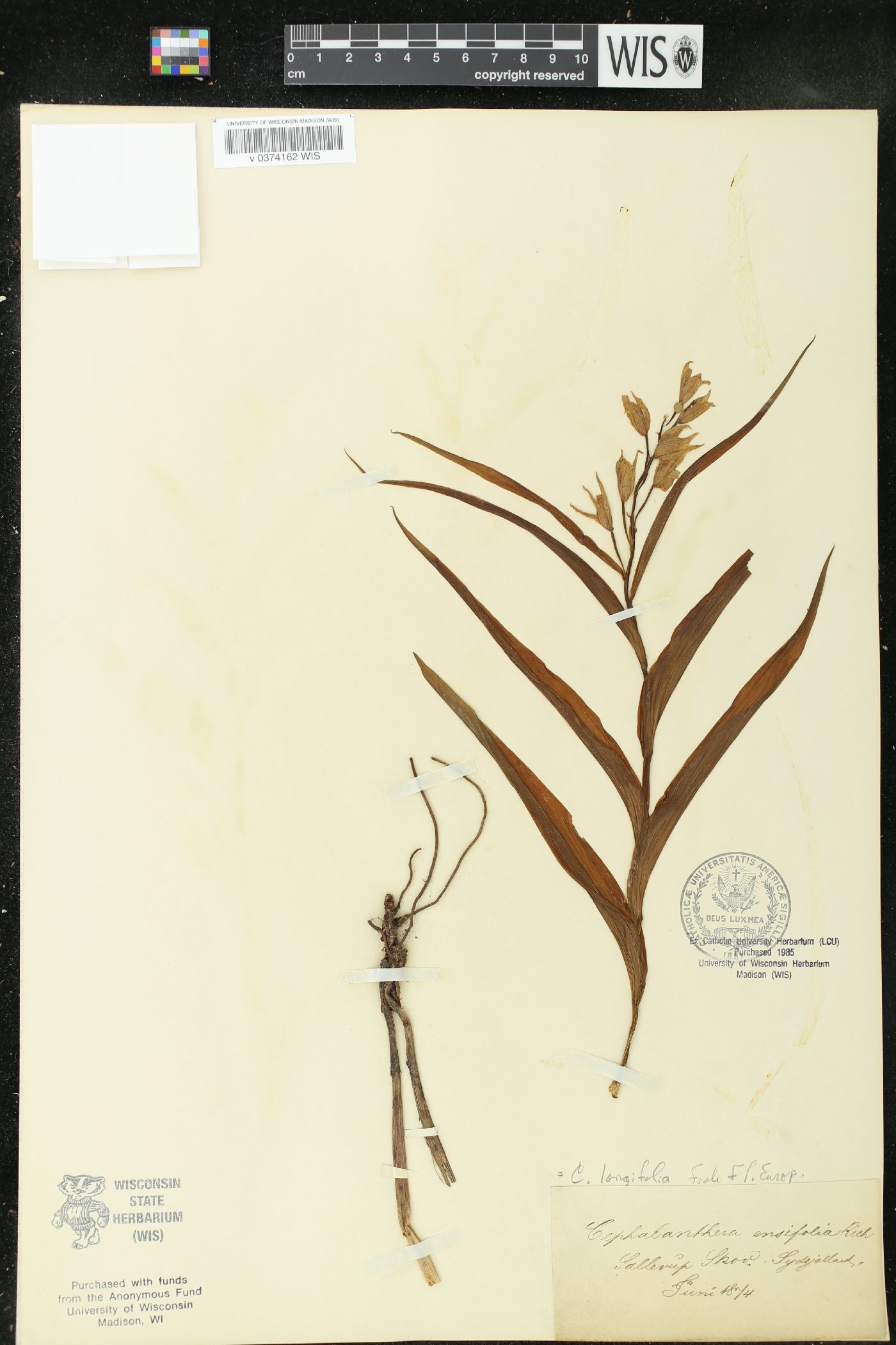 Cephalanthera ensifolia image