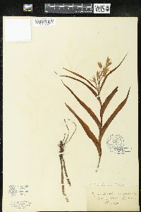 Cephalanthera ensifolia image