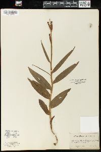 Cephalanthera longifolia image