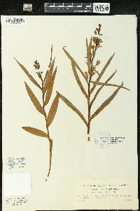 Cephalanthera longifolia image