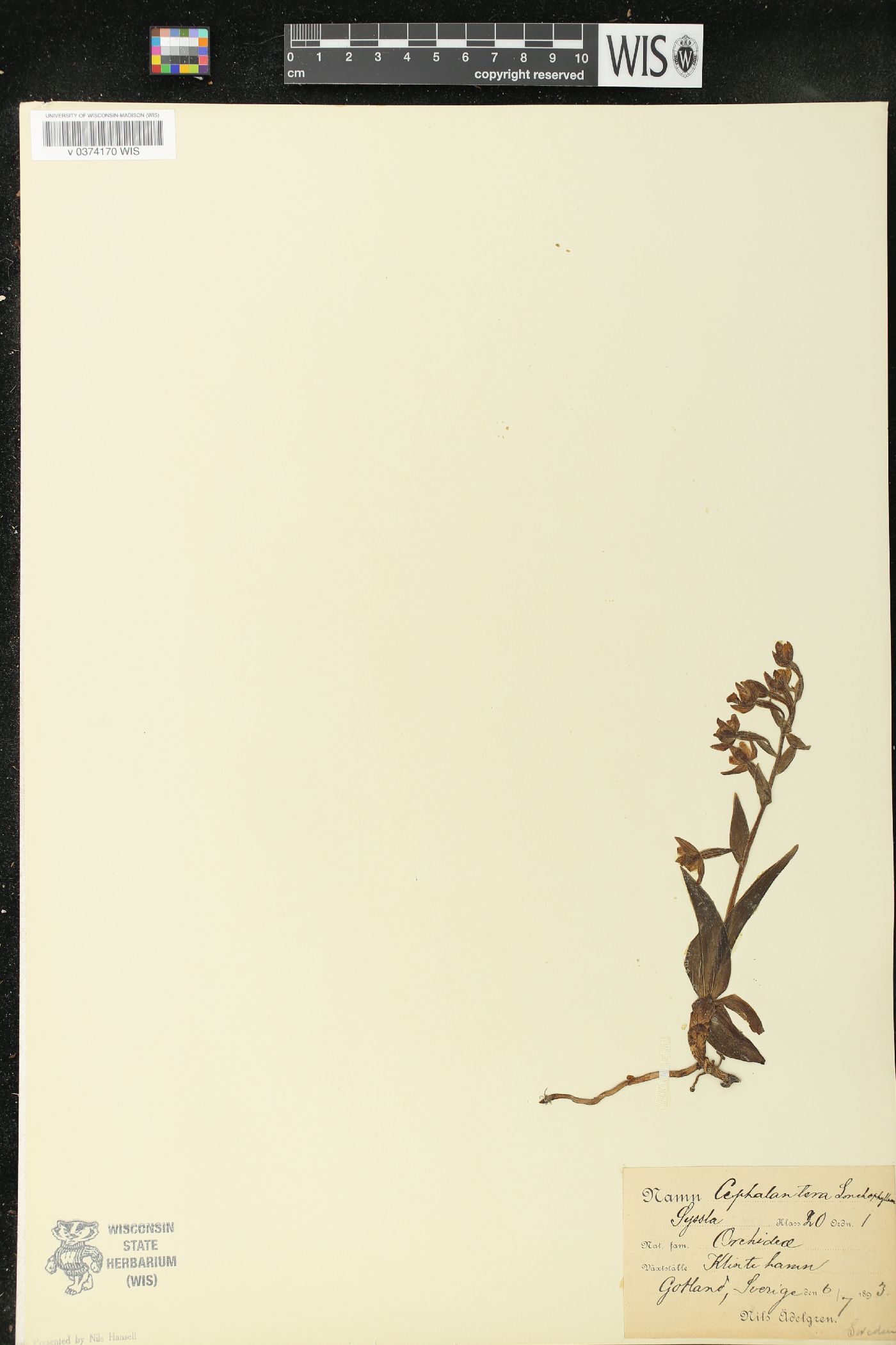 Cephalanthera longifolia image