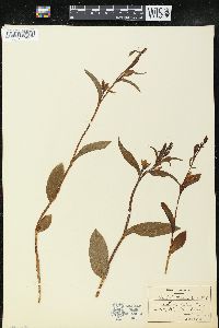 Cephalanthera pallens image