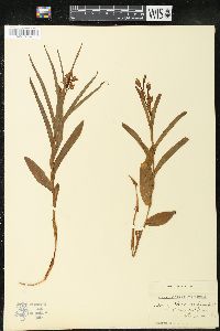 Cephalanthera pallens image