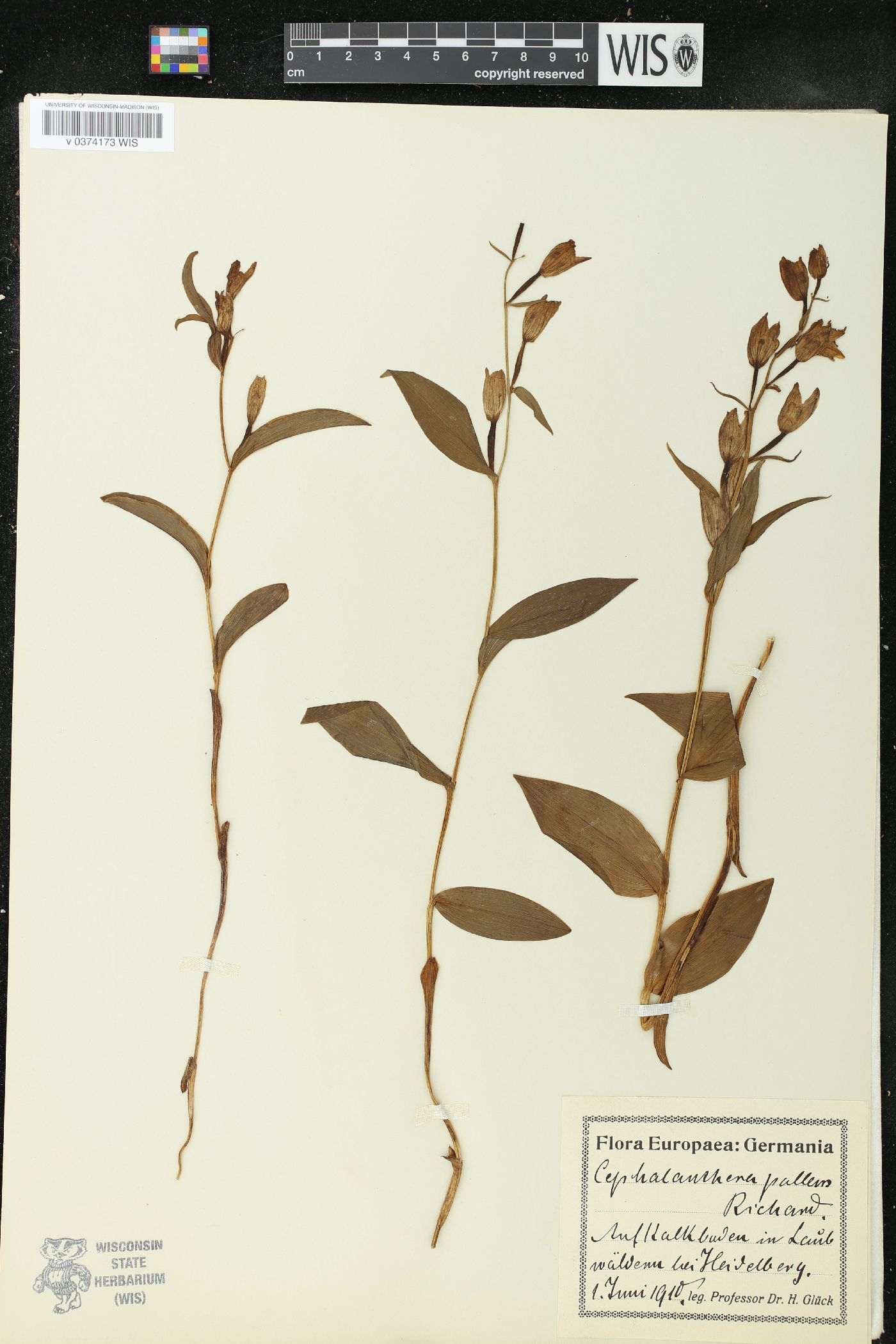 Cephalanthera pallens image