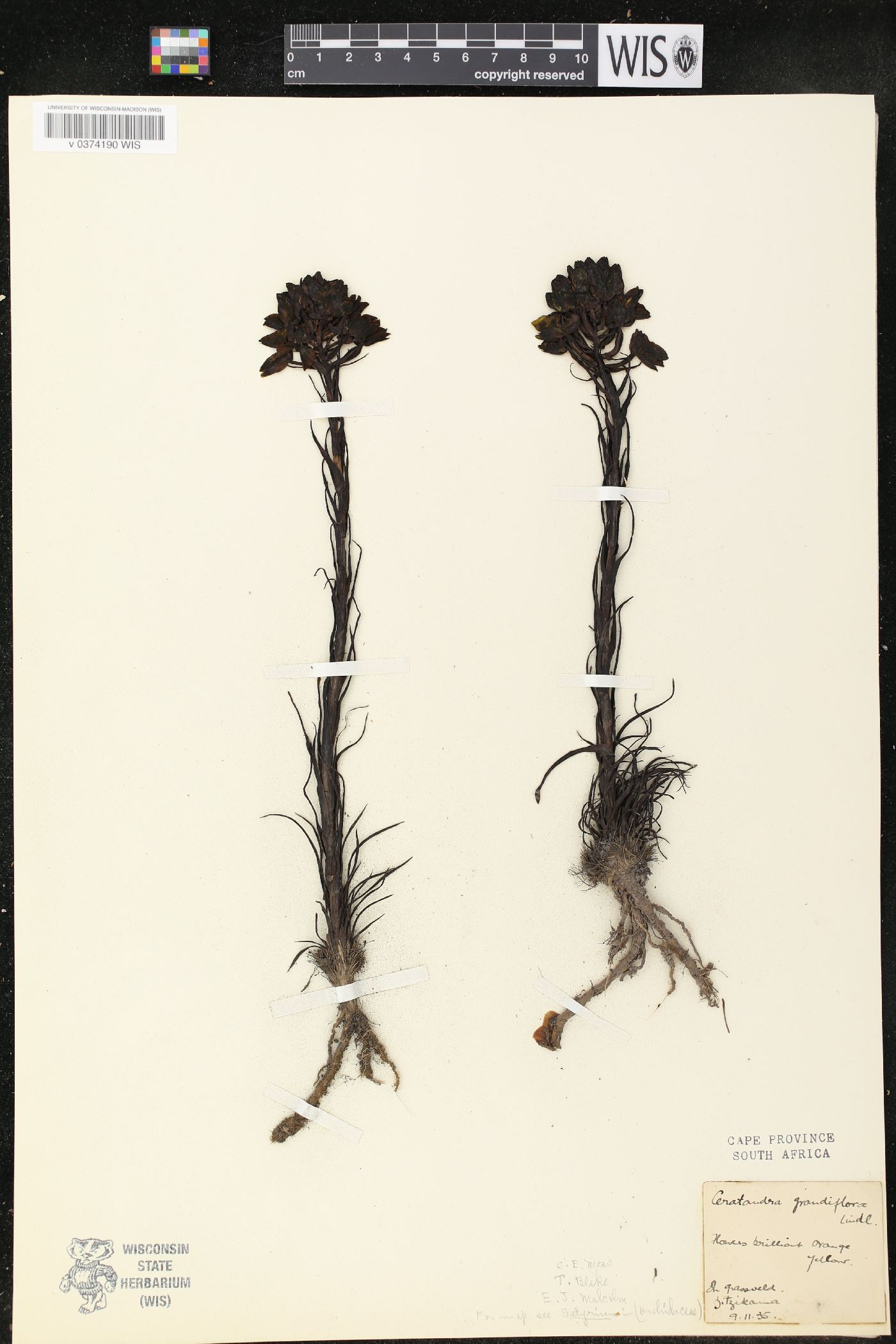 Ceratandra grandiflora image