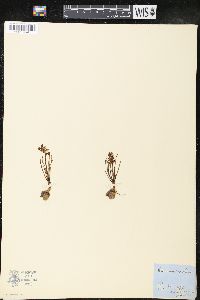 Chamorchis alpina image