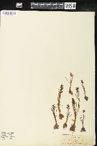 Chamorchis alpina image