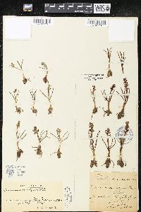 Chamorchis alpina image