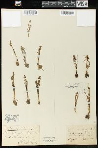 Chamorchis alpina image