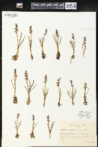 Chamorchis alpina image