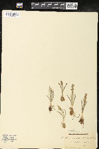 Chamorchis alpina image
