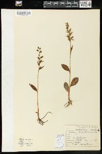 Coeloglossum viride image