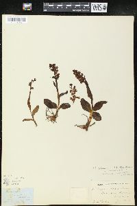 Coeloglossum viride image