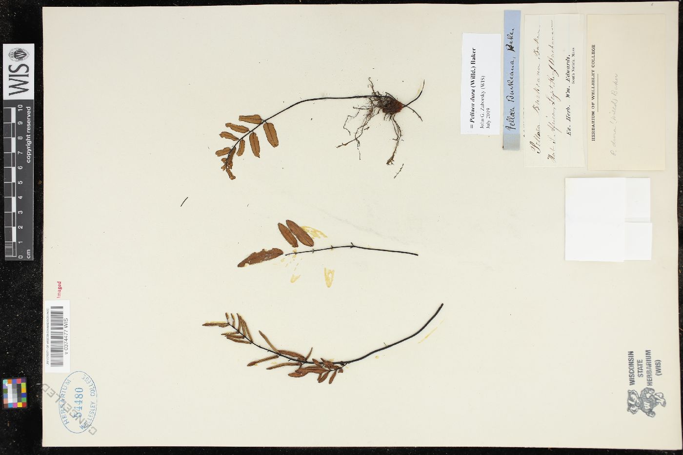 Pellaea dura image
