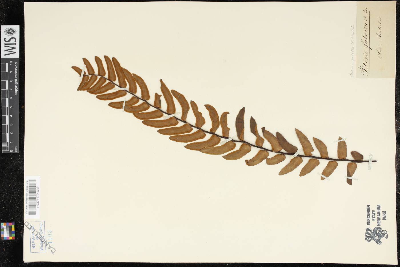 Pellaea falcata image