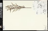 Pityrogramma calomelanos var. calomelanos image