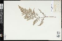 Pityrogramma calomelanos image