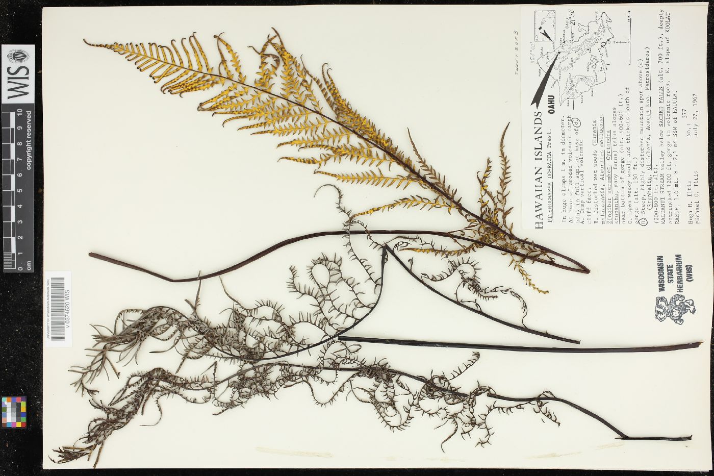 Pityrogramma ochracea image