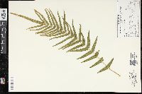 Pteris vittata image