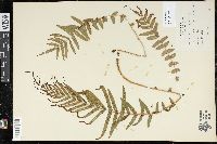 Pteris vittata image