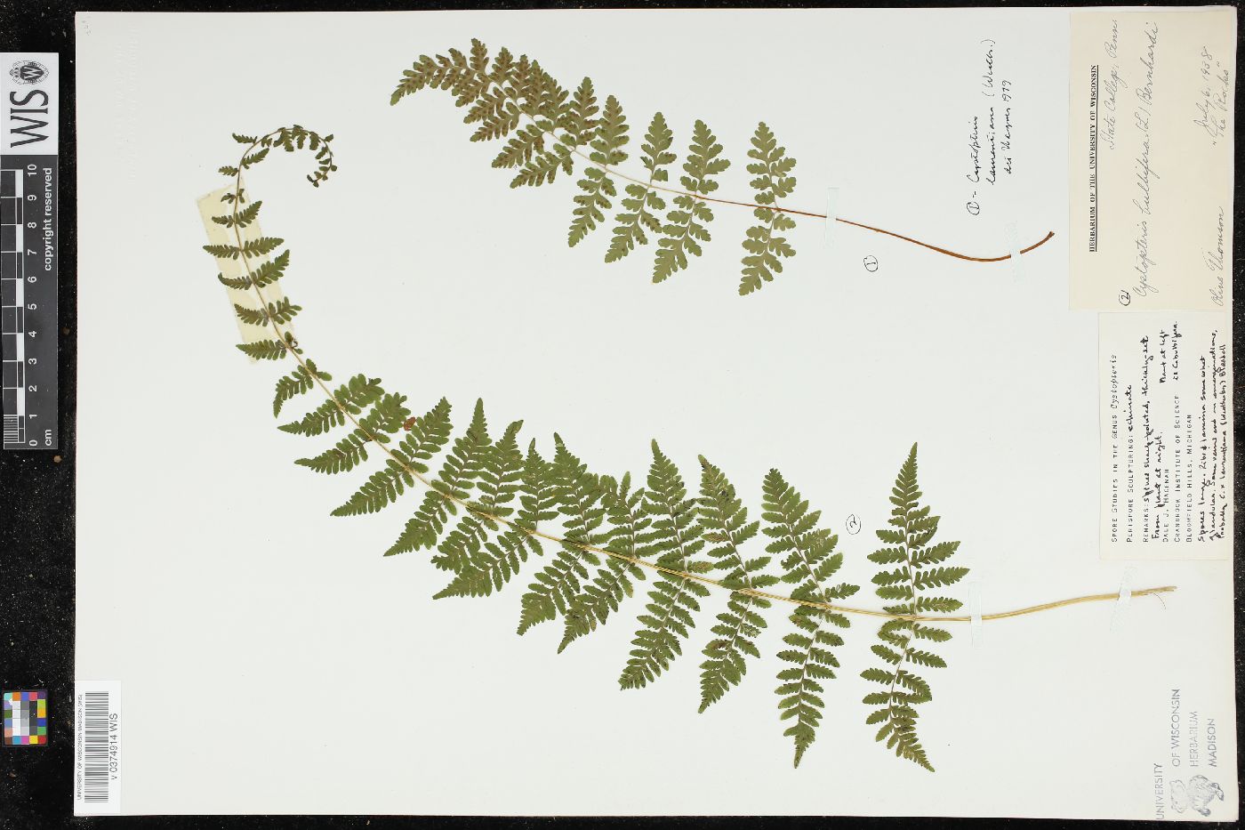 Cystopteris laurentiana image