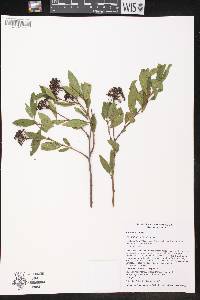 Ceanothus herbaceus image