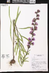 Liatris aspera image