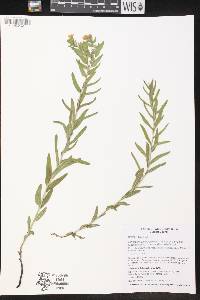 Lithospermum caroliniense subsp. croceum image