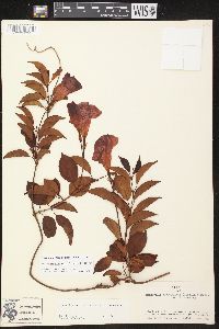 Mandevilla atroviolacea image