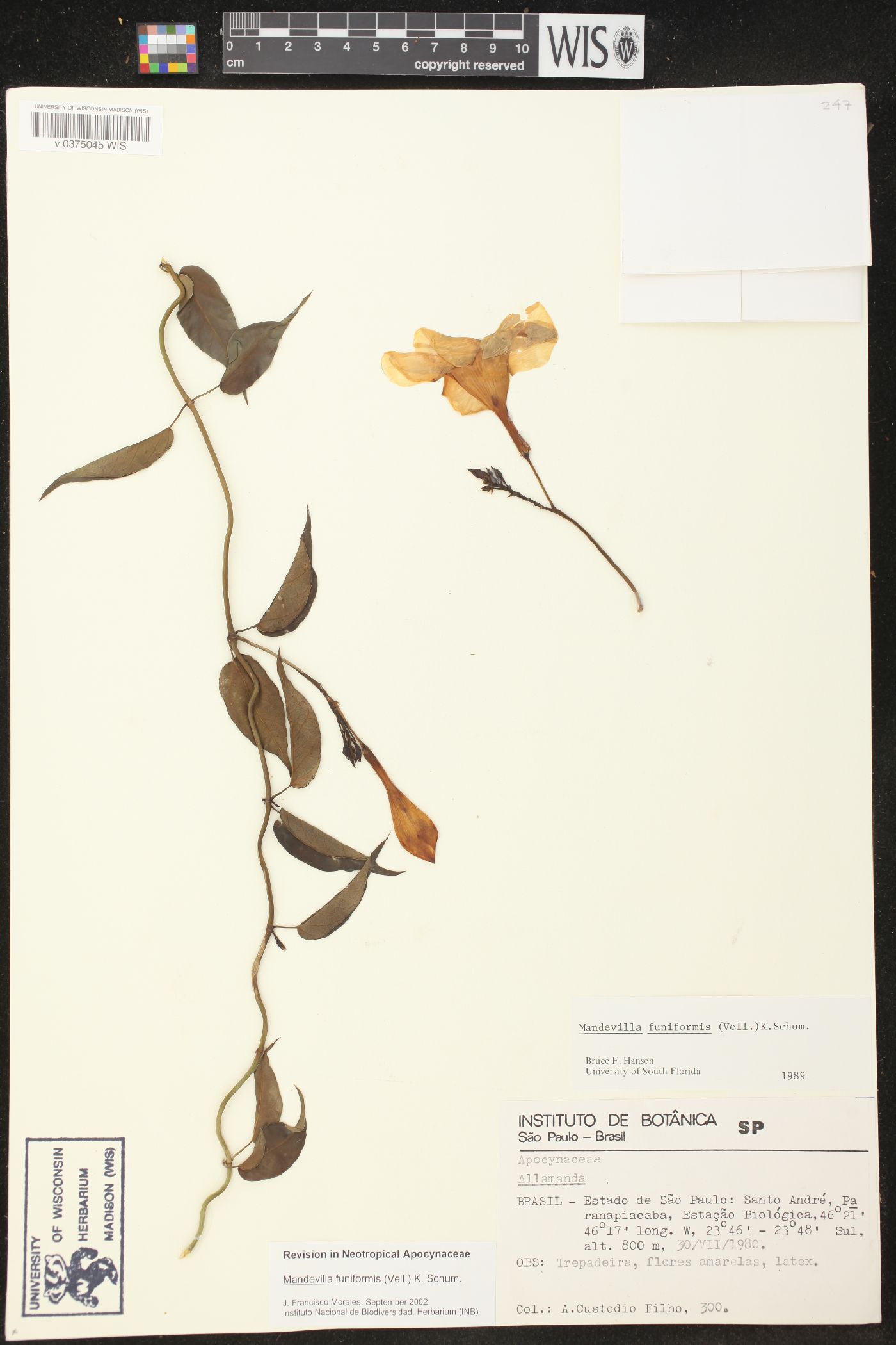 Mandevilla funiformis image