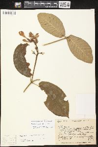 Mandevilla hirsuta image