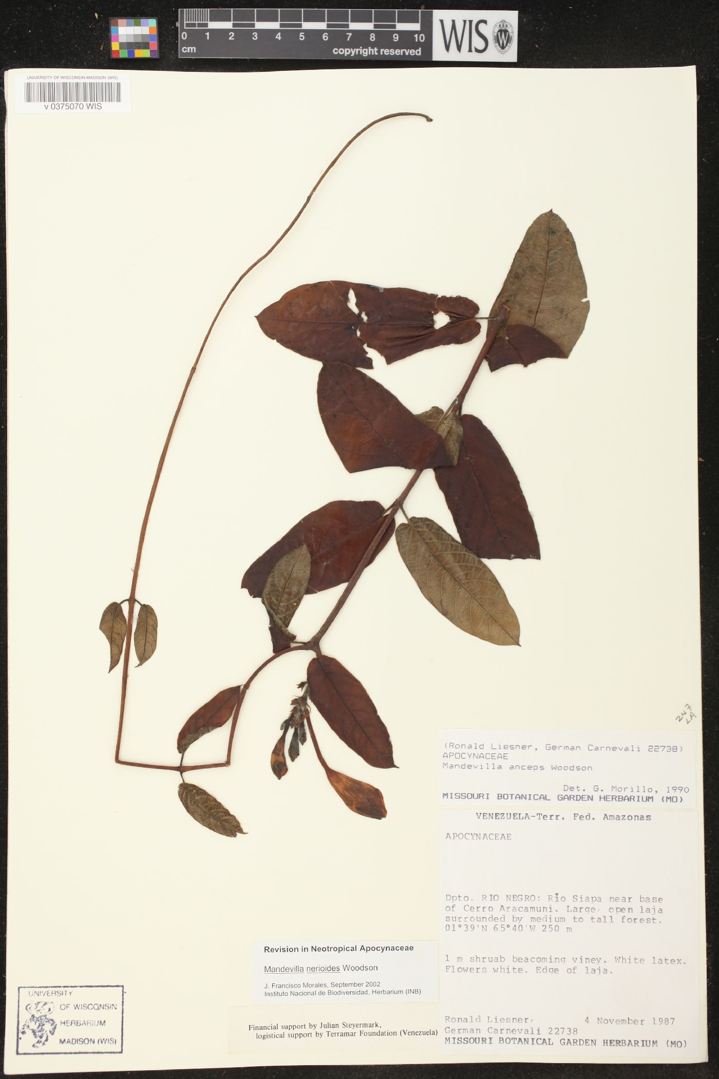 Mandevilla nerioides image