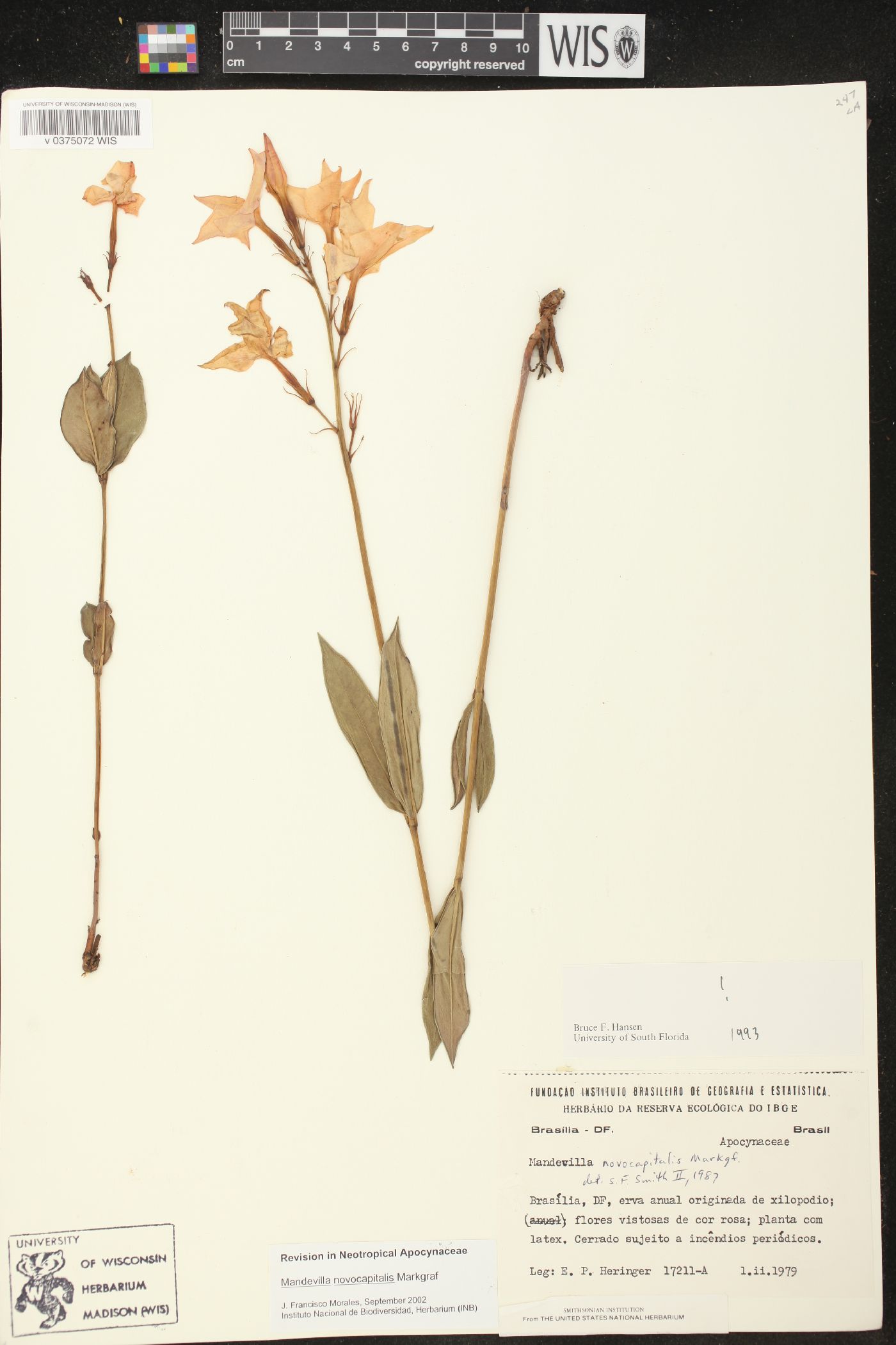 Mandevilla novocapitalis image
