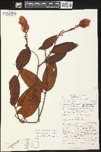 Image of Mandevilla rugellosa