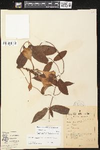 Mandevilla scabra image