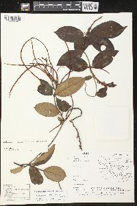 Mandevilla scabra image