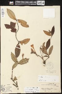 Mandevilla scabra image