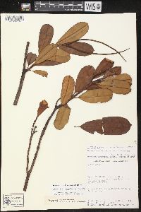 Image of Mandevilla subcarnosa