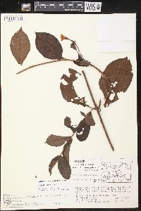 Image of Mandevilla trianae