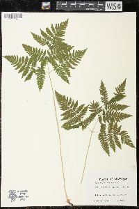 Gymnocarpium x brittonianum image