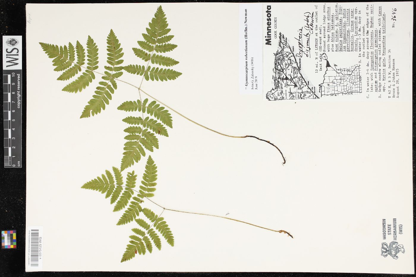 Gymnocarpium robertianum image