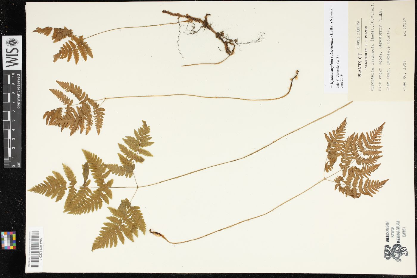 Gymnocarpium robertianum image