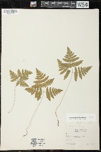 Gymnocarpium dryopteris image