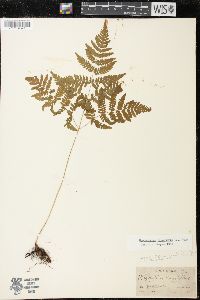 Gymnocarpium dryopteris image