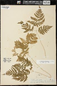 Gymnocarpium dryopteris image